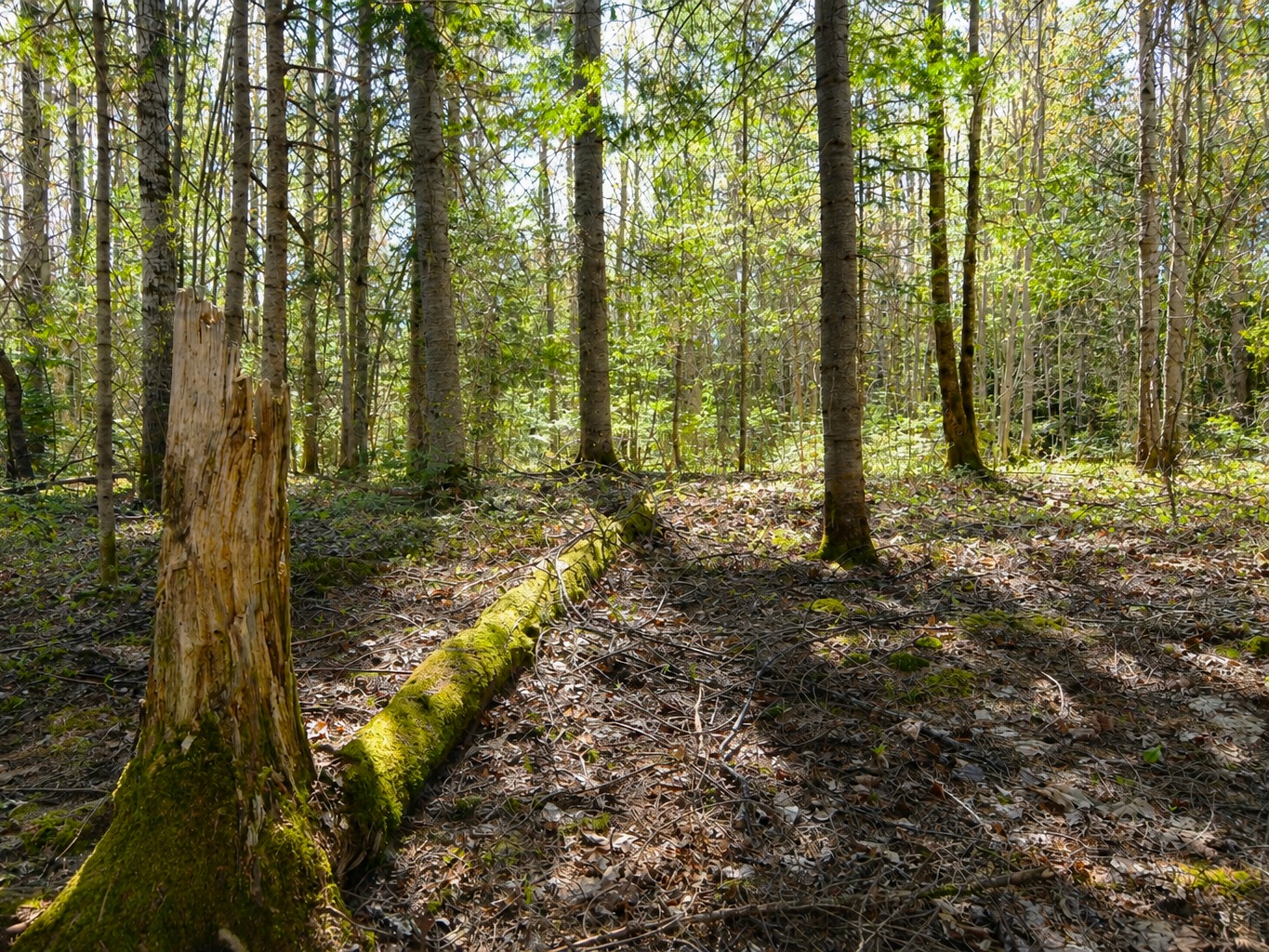 2. Terrain Résidentiel: 1.8 Acres / Paspébiac