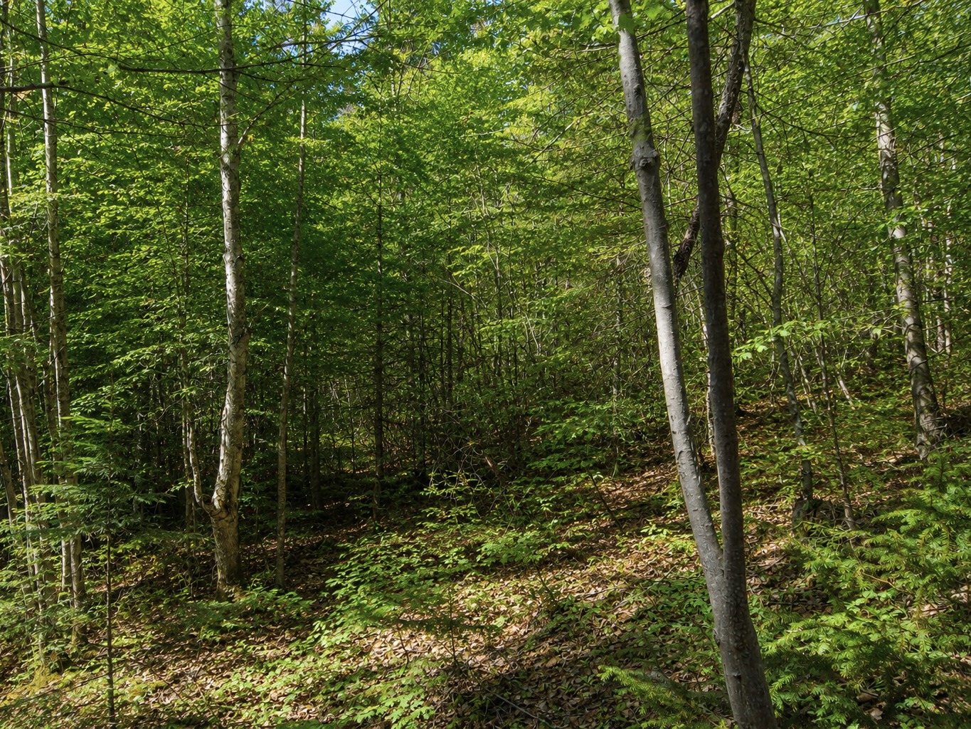 3. Terrain Résidentiel: 1.82 Acres / Paspébiac