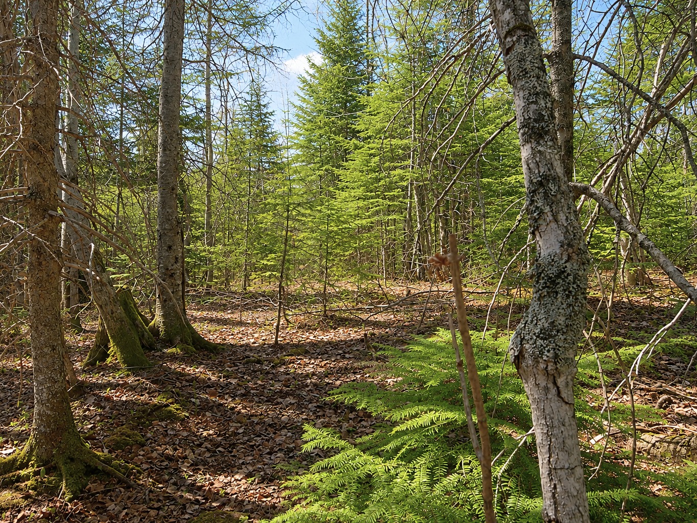 10. Terrain Résidentiel: 2.41 Acres / Paspébiac