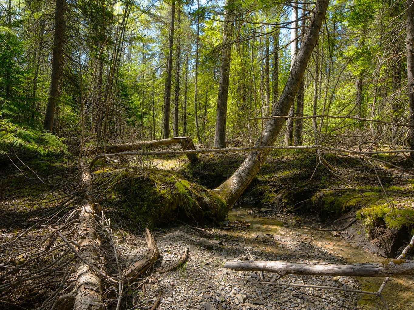 5. Terrain Résidentiel: 1.17 Acres / Ruisseau Aspirot