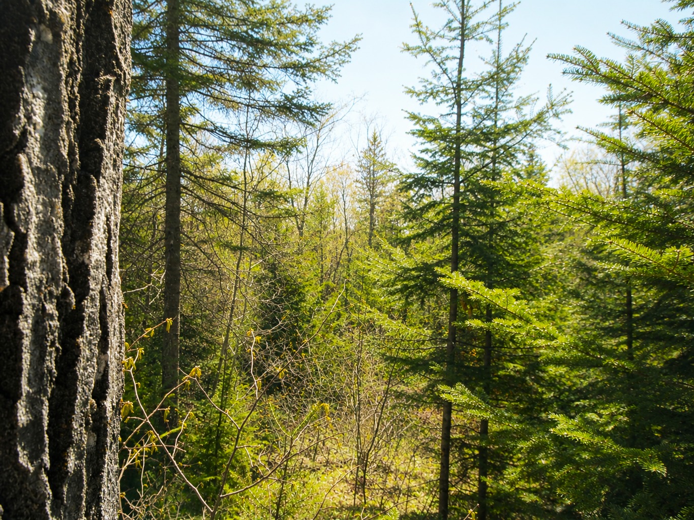 8. Terrain Résidentiel: 3.72 Acres / Paspébiac